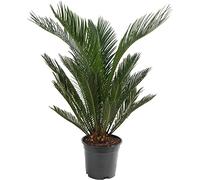 Palmier Sago, grande plante d'intérieur, véritable arbre persistant, haut, grand, exotique et rare.