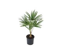 Palmier Trachycarpus fortunei de Gardenzo : Large / x 2
