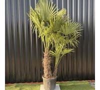 Palmier Trachycarpus Fortunei Multi Troncs, H.180 cm | Hauteur 180 cm, Multi Troncs, Plante d'extérieur, Palmier résistant