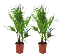 Palmier xl washingtonia robusta - 2
