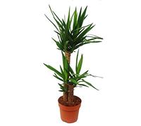 Palmier Yucca - lis de palmier - 2 troncs ronds - env. 80-100cm de haut