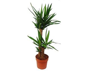 Palmier Yucca - lis de palmier - 2 troncs ronds - env. 80-100cm de haut