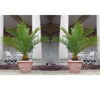 Palmiers dattiers des Canaries : Palmier dattier P15 / x4