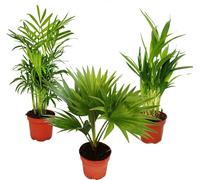 Palmiers de chambre - Lot de 3 - Palmier des montagnes (Chamaedorea) - Palmier éventail (Livistona) - Areca (Palmier aux fruits d'or)