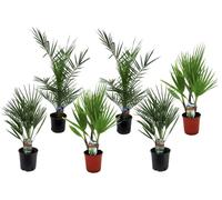 Plant in a Box - Palmiers d'extérieur - Mélange de 6 plantes - Pot 15cm - Hauteur 50-70cm