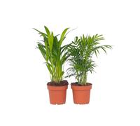 Palmiers d'intérieur - Set de 2 - Dypsis, Chamaedorea - Hauteur 25-40cm - d12cm