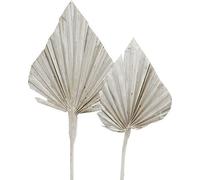 Palmiers lavés blancs nature 10-15cm 33cm, Fleurs séchées décoratives pour art de la table & fleurs de deuil, 65paquet