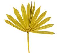 Palmspear Sun jaune petit 50 pcs Feuille de palmier Deko