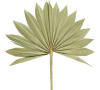 Palmspear Sun Nature 50 pcs Deko Consolation Soleil Deuil Arrangement