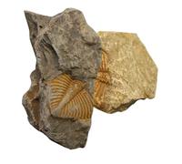 PAMINGONO 2 pièces Ornement Fossile Queue de Trilobite Spécimens Éducatifs pour Décoration de Bureau et Matériel Pédagogique Archéologie