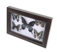 PAMINGONO Cadre d'Exposition Butterfly Naturel 12 Pouces Cadre Photo Mural DIY en Bois pour Décoration Intérieure et Usage Éducatif Salon ou Bureau