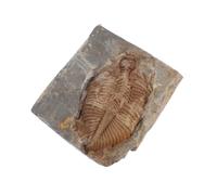 PAMINGONO Collection de Fossiles Trilobite Naturels, Échantillon en Pierre Fossile pour L'éducation Scientifique la Décoration de Bureau à Domicile