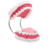 PAMINGONO Modèle Pédagogique de Dents Humaines en Pvc 5-6 Fois Agrandi avec Langue et Mâchoires Intégrées, Portable et Polyvalent pour Démonstrations en t Pratique Dentaire