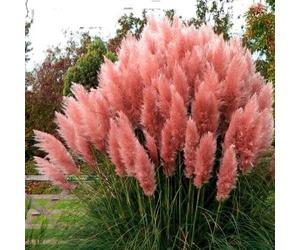 Pampa Herbe Rose Panache 2L - Herbe pollen très décorative