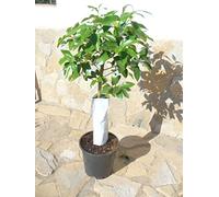 Pamplemousse (agrumes - paradisi) un jeune arbre avec un tronc épais