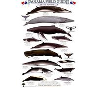 Panama Marine Mammals Identification Guide (Laminated Single Sheet Field Guide) (English and Spanish Edition)