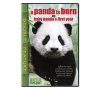 Panda is Born & Baby Panda's First Year