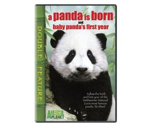Panda is Born & Baby Panda's First Year