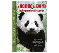 Panda Is Born / Baby Panda's First Year (Double Feature)