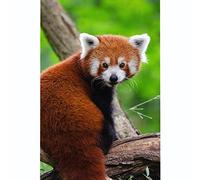 panda roux canevas kit complet point de croixe kit complet Kit de broderie Adulte Debutant loisirs créatifs