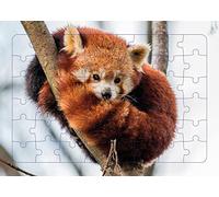 Piccolia – Puzzle photo – Panda roux – 48 pièces