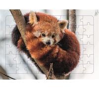 Panda roux - Puzzle photo