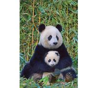 Pandas Mère et Bébé - Poster animal Impression 61 x 91,5 cm + 2 barres d'affiche en plastique 62 cm Noir