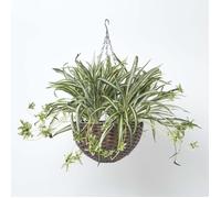 Panier à suspendre Plante artificielle Chlorophytum