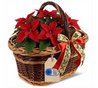 Creative Home Grand Panier en Osier Bicolore avec Anse | 48 x 34 x 40 cm (+/- 2 cm) Léger | Tressé à la Main | Panier Cadeau, Panier à Fruits et Pique-Nique | Brun naturel