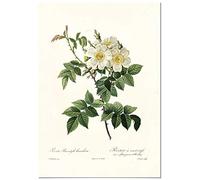 Panorama Poster Vintage Rose Blanc 21x30 cm - Imprimée sur Poster 250gr - Tableau Décoratif Mural - Affiche
