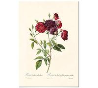 Panorama Poster Vintage Rose Bourgogne 35x50 cm - Imprimée sur Poster 250gr - Tableau Décoratif Mural - Affiche