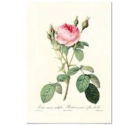 Panorama Poster Vintage Rose Rose 50x70 cm - Imprimée sur Poster 250gr - Tableau Décoratif Mural - Affiche
