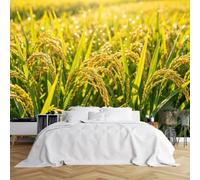 Panoramic Landscape Wall Mural Wallpaper, Golden Rice Field Self Adhesive Wallpaper 500X300Cm(Wxh) Vinyl Waterproof Removable Peel And Stick Wall Covering For Bedroom Living Room Home Decor Golden Ri