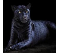 PANTERA G3294 PINTDECOR peinture