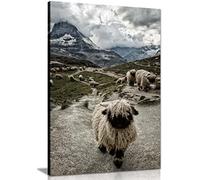 Panther Print Fine Art Prints Impression sur toile encadrée Valais Blacknose Troupeau de moutons pour décoration de maison, chambre à coucher, salon et salle de bain, 31 x 20 cm