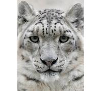 Panthère des neiges