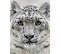 Panthère des neiges