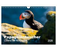 PAPAGEIENTAUCHER - Clowns der Nordmeere (Wandkalender 2026 DIN A4 quer), CALVENDO Monatskalender: Rot-bunter Schnabel, watschelnder Gang, ... antreffen und sie erobern das Herz im Fluge.