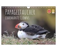 Papageitaucher - charmante Clowns (Wandkalender 2027 DIN A4 quer), CALVENDO Monatskalender: Klippenleben im nordischen Licht