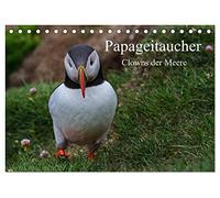 Papageitaucher Clowns der Meere (Tischkalender 2026 DIN A5 quer), CALVENDO Monatskalender: Papageitaucher Clowns der Meere