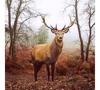 Paper+Design Lot de 20 serviettes jetables 3 plis, Serviettes 33 x 33 cm, Cerf d'automne dans une forêt brumeuse, type d'article : serviette, matériau : papier, nombre d'unités : 1,0