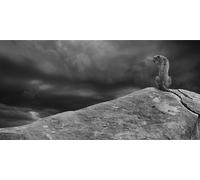 Paper Mario - Poster "Cheetah On The Rocks" PM3877 (100 cm x 50 cm) (Grau/Schwarz)