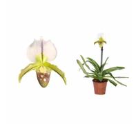 Paphiopedilum sabot de vénus 0,5 l 20-30 cm