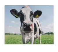 Papier 1000 Pièce Puzzle，Gros Plan sur Une Vache Noire et Blanche，Puzzles Adultes Jeux Stress Divertissement Jouets Puzzles Maison Cadre Photo Décoration Murale（50x70cm）-U55