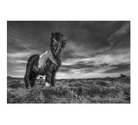 Papier Peint Art Photo INTISSÉ-CRINIÈRE DE PONEY AU VENT-(186140)-7lés-350x260cm-Mural Poster Géant XXL-Animaux Mer Océan Nature