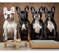 Papier peint bouledogue français, papier peint mural chien mignon, papier peint pour salon, chambre à coucher, arrière-plan TV, hôtel, bar, décoration - 400 x 280 cm