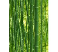 Papier Peint En Bambou Avec Motif De Forêt Tropicale - Vert