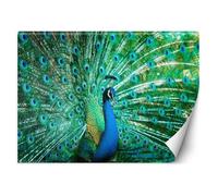 Papier Peint - Feeby - Motif Paon coloré - 250x175 cm - Entoilage 130g/m2 - Intérieur