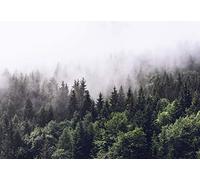 Papier peint forêt brumeuse - Papier peint forêt arbre nature paysage vert blanc - 366 x 254 cm XXL papier peint mural
