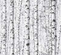 Papier peint forêt noir blanc - forêt de bouleaux gris naturel - 10,05 x 0,53m - papier peint naturel arbres - papier peint